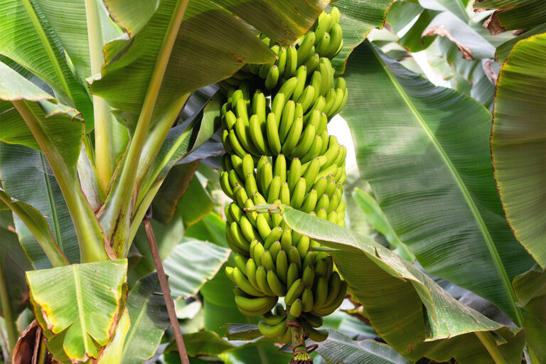 BANANA – Landgard Latin America