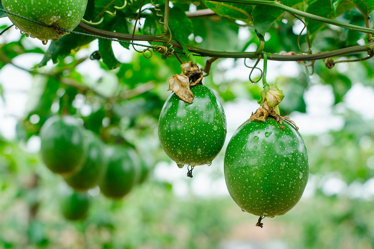 PASSION FRUIT-PARCHITA – Landgard Latin America