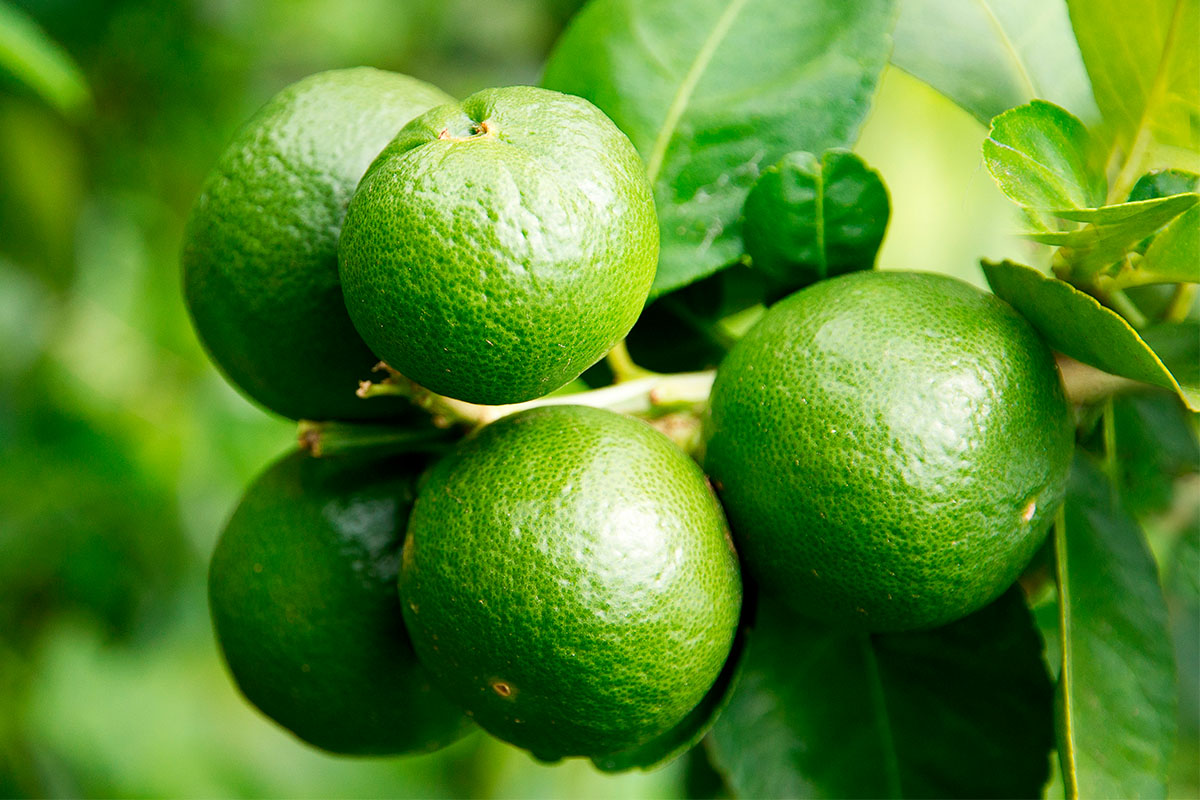 LIME – Landgard Latin America